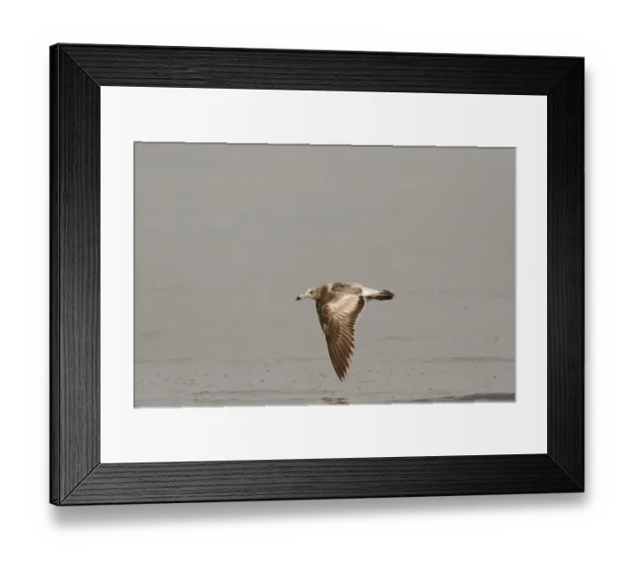 Framed Print : Olrog's Gull (Larus atlanticus) immature, first summer plumage, in flight over water, Punta Rasa, Buenos Aires, Argentina, october Framed Print : Olrog's Gull (Larus atlanticus) immature, first summer plumage, in flight over water, Punta Rasa, Buenos Aires, Argentina, october