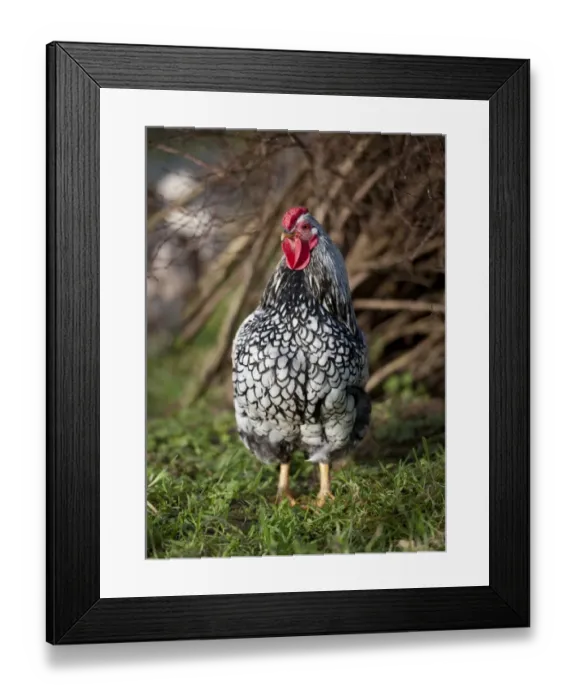 Framed Print : Domestic Chicken, Silver-laced Wyandotte bantam cockerel, standing on grass, Whitewell, Lancashire, England, december Framed Print : Domestic Chicken, Silver-laced Wyandotte bantam cockerel, standing on grass, Whitewell, Lancashire, England, december