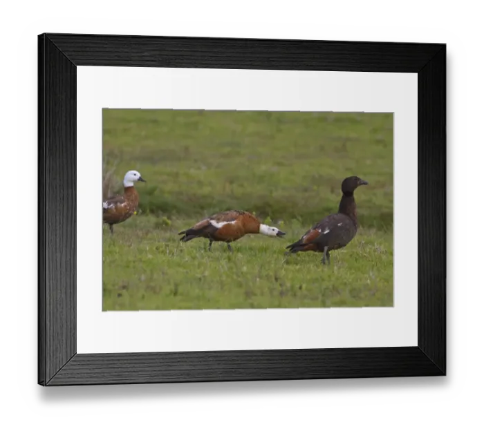 Framed Print : Paradise Shelduck (Tadorna variegata) adult male and two adult females, calling, New Zealand, november Framed Print : Paradise Shelduck (Tadorna variegata) adult male and two adult females, calling, New Zealand, november