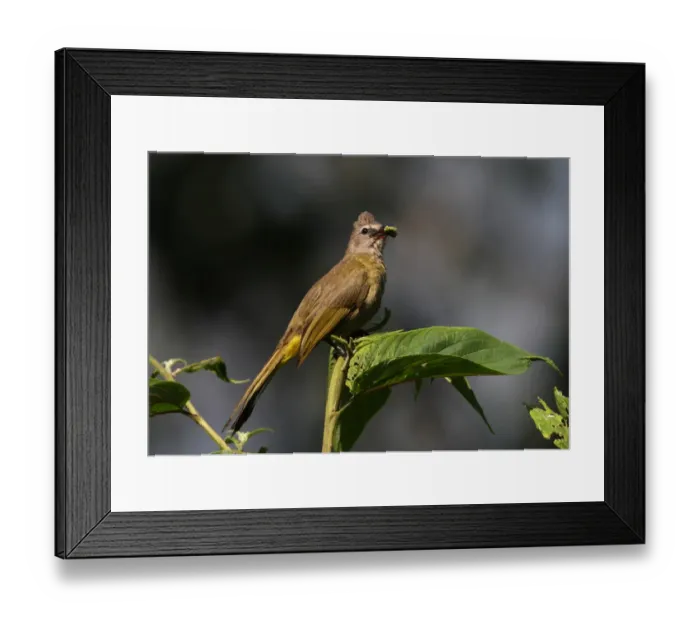 Framed Print : Flavescent Bulbul (Pycnonotus flavescens vividus) adult, with food in beak, perched on bush, Kaeng Krachan N. P. Thailand, february Framed Print : Flavescent Bulbul (Pycnonotus flavescens vividus) adult, with food in beak, perched on bush, Kaeng Krachan N. P. Thailand, february