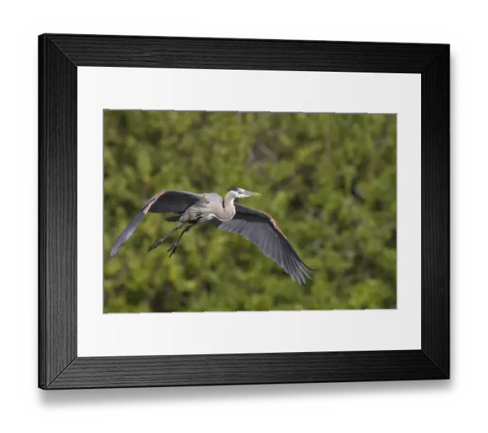 Framed Print : Great Blue Heron (Ardea herodias) adult, in flight, Venice Rookery, Florida, U. S. A Framed Print : Great Blue Heron (Ardea herodias) adult, in flight, Venice Rookery, Florida, U. S. A