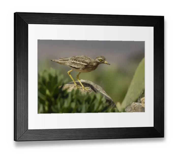 Framed Print : Eurasian Stone-curlew (Burhinus oedicnemus insularum) adult, standing on rock, Fuerteventura, Canary Islands, march Framed Print : Eurasian Stone-curlew (Burhinus oedicnemus insularum) adult, standing on rock, Fuerteventura, Canary Islands, march