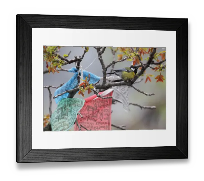 Framed Print : Green-backed Tit (Parus monticolus) adult, perched on branch in tree with Tibetan prayer flags, Yunnan, China, april Framed Print : Green-backed Tit (Parus monticolus) adult, perched on branch in tree with Tibetan prayer flags, Yunnan, China, april