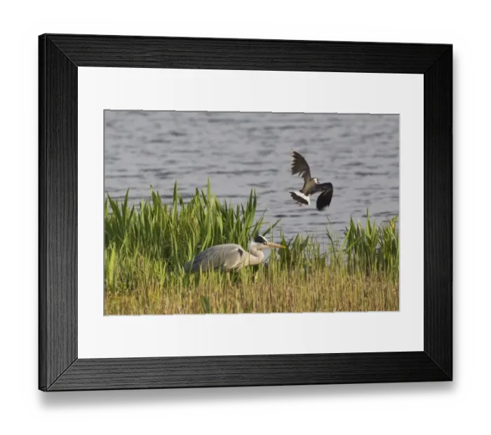 Framed Print : Grey Heron (Ardea cinerea) adult, being mobbed by Northern Lapwing (Vanellus vanellus) in flight, Minsmere RSPB Reserve, Suffolk, England, april Framed Print : Grey Heron (Ardea cinerea) adult, being mobbed by Northern Lapwing (Vanellus vanellus) in flight, Minsmere RSPB Reserve, Suffolk, England, april
