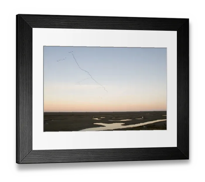Framed Print : Pink-footed Goose (Anser brachyrhynchus) flock, in flight, leaving coastal estuary roost, Snettisham RSPB Reserve, The Wash, Norfolk, England, winter Framed Print : Pink-footed Goose (Anser brachyrhynchus) flock, in flight, leaving coastal estuary roost, Snettisham RSPB Reserve, The Wash, Norfolk, England, winter