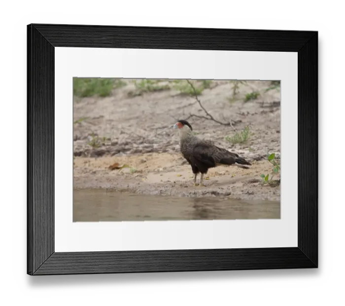 Framed Print : Southern Crested Caracara (Caracara plancus) adult, standing on riverbank, Pantanal, Mato Grosso, Brazil Framed Print : Southern Crested Caracara (Caracara plancus) adult, standing on riverbank, Pantanal, Mato Grosso, Brazil