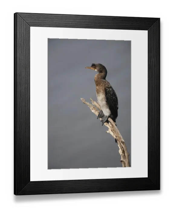 Framed Print : Long-tailed Cormorant (Phalacrocorax africanus) immature, sitting on branch, South Africa