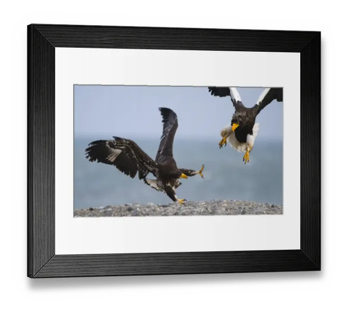 Framed Print : Steller's Sea-eagle (Haliaeetus pelagicus) adult and immature, fighting, squabbling over carcass on beach, Shiretoko Peninsula, Hokkaido, Japan, winter Framed Print : Steller's Sea-eagle (Haliaeetus pelagicus) adult and immature, fighting, squabbling over carcass on beach, Shiretoko Peninsula, Hokkaido, Japan, winter