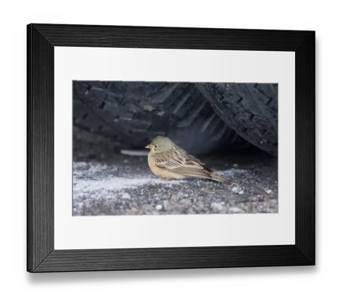 Framed Print : Ortolan Bunting (Emberiza hortulana) adult female, migrant sheltering under wheel of lorry during blizzard, Kazbegi, Great Caucasus, Caucasus Mountains, Georgia, april Framed Print : Ortolan Bunting (Emberiza hortulana) adult female, migrant sheltering under wheel of lorry during blizzard, Kazbegi, Great Caucasus, Caucasus Mountains, Georgia, april