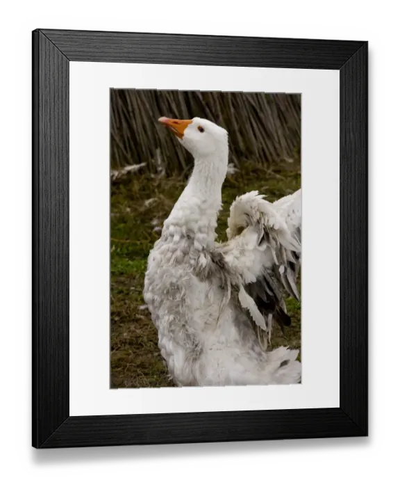 Framed Print : Domestic Goose, Hungarian Frizzly Goose, adult, flapping wings, Hortobagy N. P. Great Plain, Eastern Hungary, october