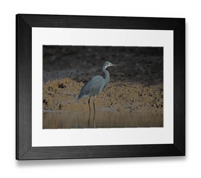 Framed Print : Western Reef Heron (Egretta gularis) adult, standing in water, Gambia, january Framed Print : Western Reef Heron (Egretta gularis) adult, standing in water, Gambia, january