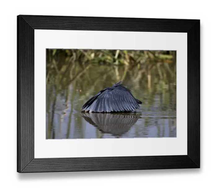 Framed Print : Black Heron (Egretta ardesiaca) adult, fishing, using wings umbrella to shade water, Lake Zeway, Great Rift Valley, Ethiopia Framed Print : Black Heron (Egretta ardesiaca) adult, fishing, using wings umbrella to shade water, Lake Zeway, Great Rift Valley, Ethiopia