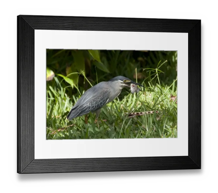 Framed Print : Striated Heron (Butorides striatus javanicus) adult, feeding on fish in botanical gardens, Pamplemousses Botanical Gardens, Pamplemousses, Mauritius Framed Print : Striated Heron (Butorides striatus javanicus) adult, feeding on fish in botanical gardens, Pamplemousses Botanical Gardens, Pamplemousses, Mauritius