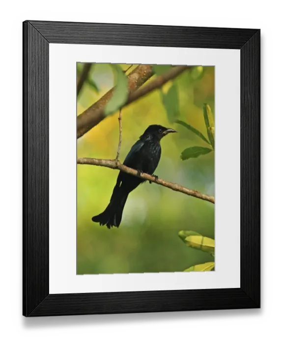 Framed Print : Hair-crested Drongo (Dicrurus hottentottus hottentottus) adult, perched on twig, Kaeng Krachan N. P. Thailand, november Framed Print : Hair-crested Drongo (Dicrurus hottentottus hottentottus) adult, perched on twig, Kaeng Krachan N. P. Thailand, november