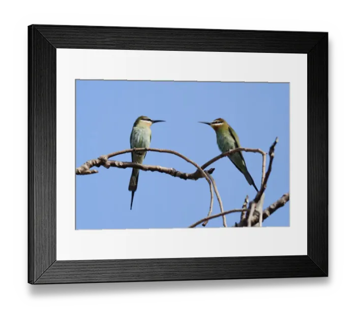 Framed Print : Madagascar Bee-eater (Merops superciliosus) adult pair, perched on twigs in gallery forest, Berenty Nature Reserve, Southern Madagascar, august