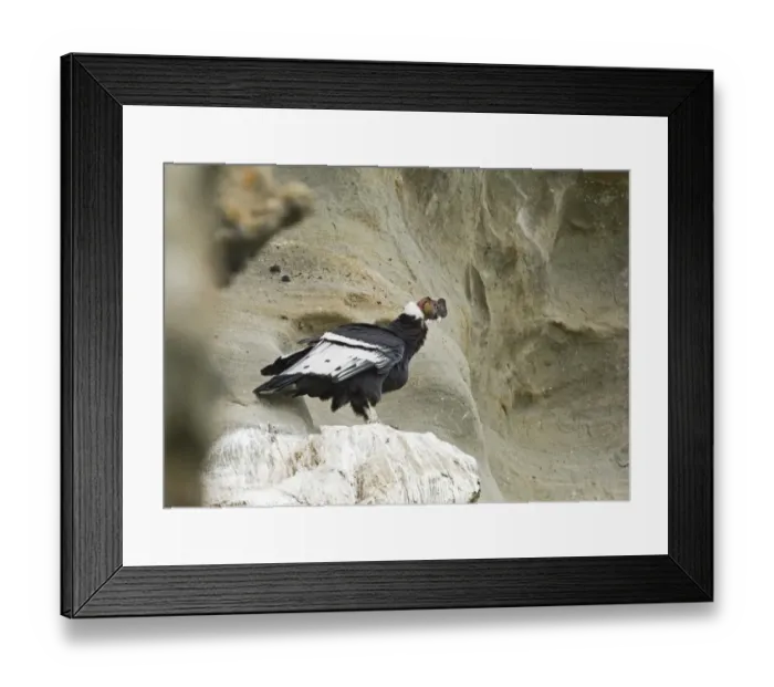 Framed Print : Andean Condor (Vultur gryphus) adult male, standing on cliff roosting ledge, Patagonia, Chile, november Framed Print : Andean Condor (Vultur gryphus) adult male, standing on cliff roosting ledge, Patagonia, Chile, november