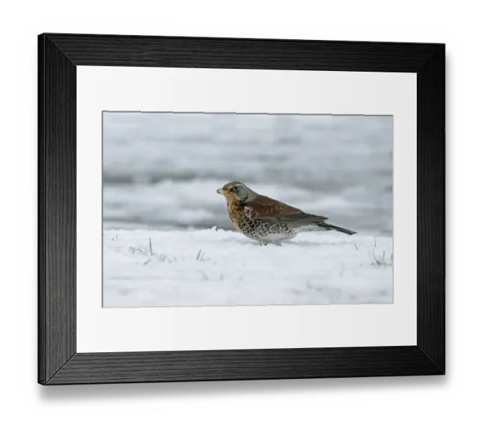 Framed Print : Fieldfare (Turdus pilaris) adult, foraging in snow, England, december Framed Print : Fieldfare (Turdus pilaris) adult, foraging in snow, England, december