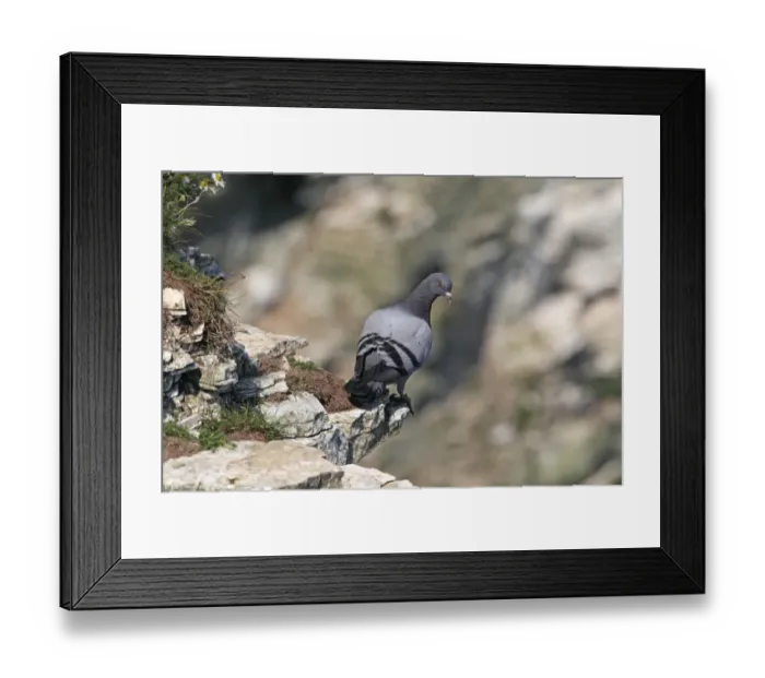 Framed Print : Rock Dove (Columba livia) adult, perched on cliff ledge, Bempton Cliffs RSPB Reserve, East Yorkshire, England, july Framed Print : Rock Dove (Columba livia) adult, perched on cliff ledge, Bempton Cliffs RSPB Reserve, East Yorkshire, England, july