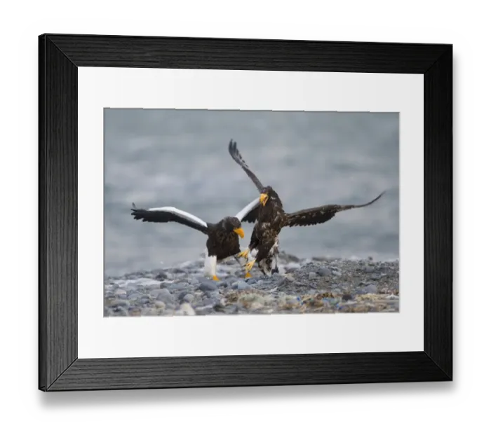 Framed Print : Steller's Sea-eagle (Haliaeetus pelagicus) adult and immature, fighting, squabbling over carcass on beach, Shiretoko Peninsula, Hokkaido, Japan, winter