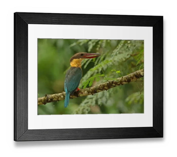 Framed Print : Stork-billed Kingfisher (Pelargopsis capensis) adult, with beak open, perched on branch, Sri Lanka, december Framed Print : Stork-billed Kingfisher (Pelargopsis capensis) adult, with beak open, perched on branch, Sri Lanka, december