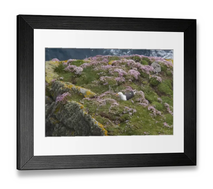 Framed Print : Great Black-backed Gull (Larus marinus) adult, summer plumage, nesting near two chicks on thrift covered clifftop, Sumburgh Head, Shetland Islands, Scotland Framed Print : Great Black-backed Gull (Larus marinus) adult, summer plumage, nesting near two chicks on thrift covered clifftop, Sumburgh Head, Shetland Islands, Scotland
