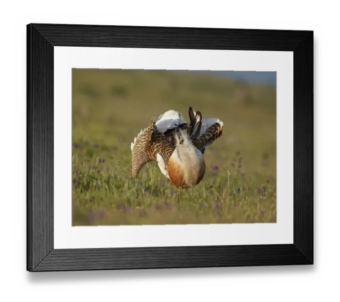 Framed Print : Great Bustard (Otis tarda) adult male, displaying, Extremadura, Spain, april Framed Print : Great Bustard (Otis tarda) adult male, displaying, Extremadura, Spain, april