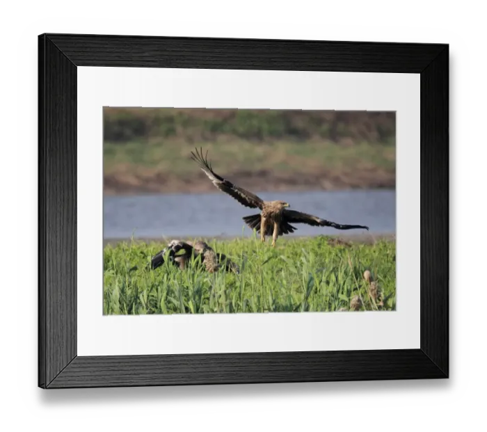 Framed Print : Eastern Imperial Eagle (Aquila heliaca) two juveniles, taking off from edge of reedbed, Mai Po Nature Reserve, Hong Kong, China, december Framed Print : Eastern Imperial Eagle (Aquila heliaca) two juveniles, taking off from edge of reedbed, Mai Po Nature Reserve, Hong Kong, China, december