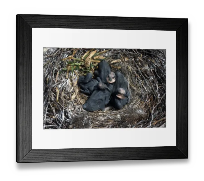 Framed Print : Great Cormorant (Phalacrocorax carbo) Nest with chicks