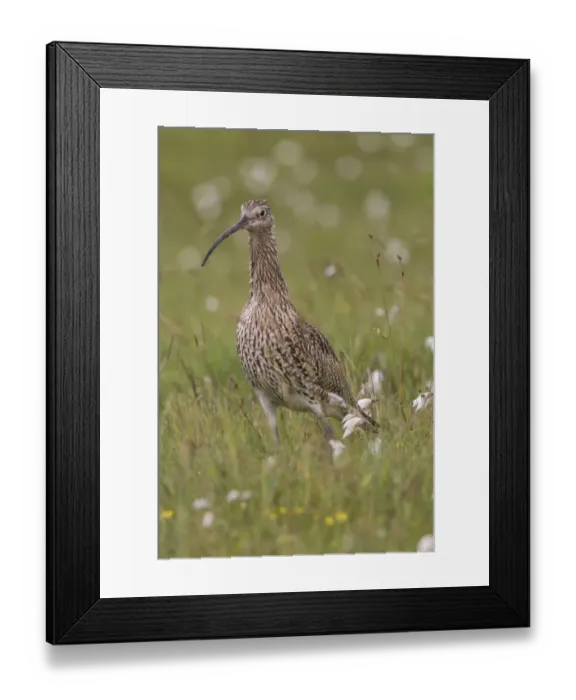 Framed Print : Eurasian Curlew (Numenius arquata) adult, standing amongst cotton-grass, Shetland Islands, Scotland, june Framed Print : Eurasian Curlew (Numenius arquata) adult, standing amongst cotton-grass, Shetland Islands, Scotland, june