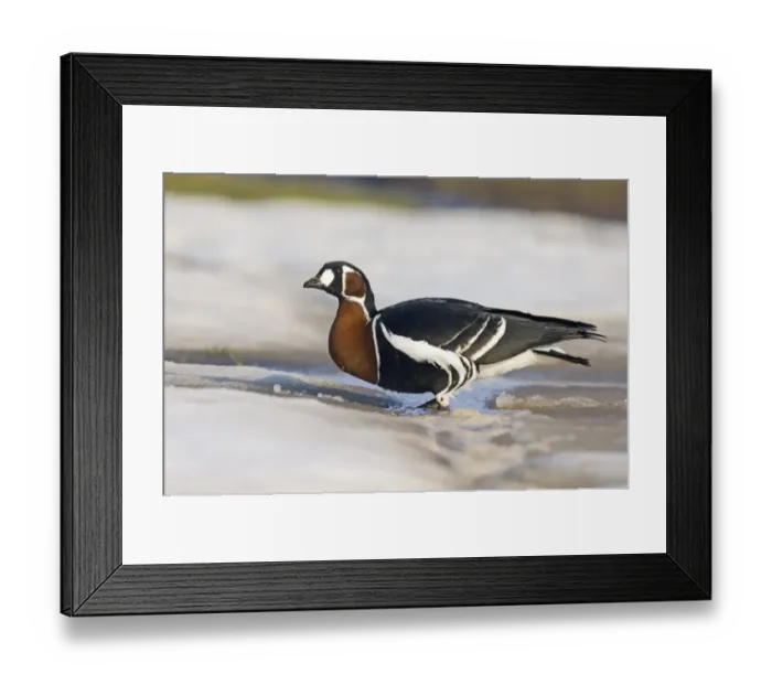 Framed Print : Red-breasted Goose (Branta ruficollis) adult, standing on ice, Durankulak, Dobrich Province, Bulgaria, february