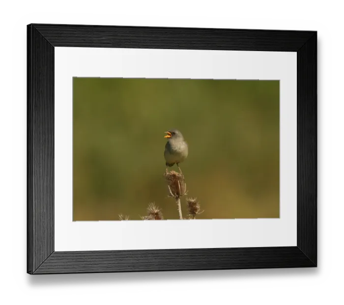 Framed Print : Great Pampa-finch (Embernagra platensis) adult, calling, perched on teasel seedhead, Rincon de Cobo, Buenos Aires Province, Argentina, february Framed Print : Great Pampa-finch (Embernagra platensis) adult, calling, perched on teasel seedhead, Rincon de Cobo, Buenos Aires Province, Argentina, february