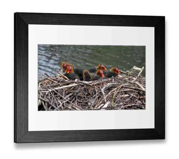 Framed Print : Common Coot (Fulica atra) seven chicks, sitting at nest on lake, Leicestershire, England, june Framed Print : Common Coot (Fulica atra) seven chicks, sitting at nest on lake, Leicestershire, England, june