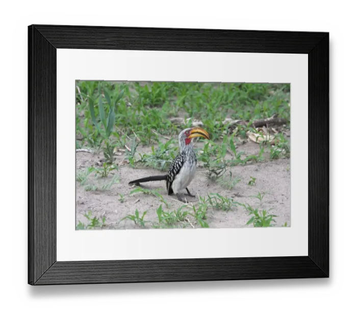 Framed Print : Southern Yellow-billed Hornbill (Tockus leucomelas) adult, standing on ground, Okavango Delta, Botswana Framed Print : Southern Yellow-billed Hornbill (Tockus leucomelas) adult, standing on ground, Okavango Delta, Botswana