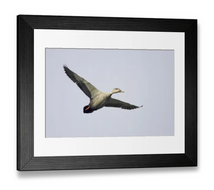 Framed Print : Spot-billed Duck (Anas poecilorhyncha poecilorhyncha) adult male, in flight, Keoladeo Ghana N. P Framed Print : Spot-billed Duck (Anas poecilorhyncha poecilorhyncha) adult male, in flight, Keoladeo Ghana N. P