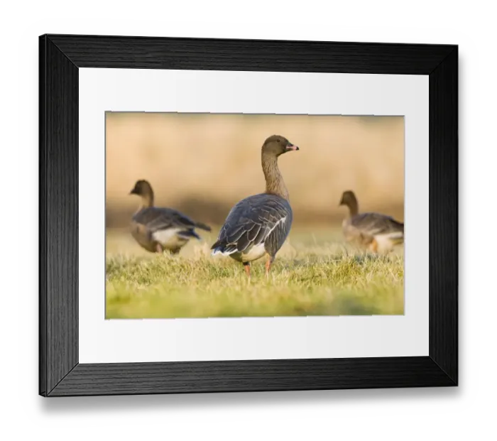 Framed Print : Pink-footed Goose (Anser brachyrhynchus) three adults, standing on grass, North Norfolk, England, january Framed Print : Pink-footed Goose (Anser brachyrhynchus) three adults, standing on grass, North Norfolk, England, january