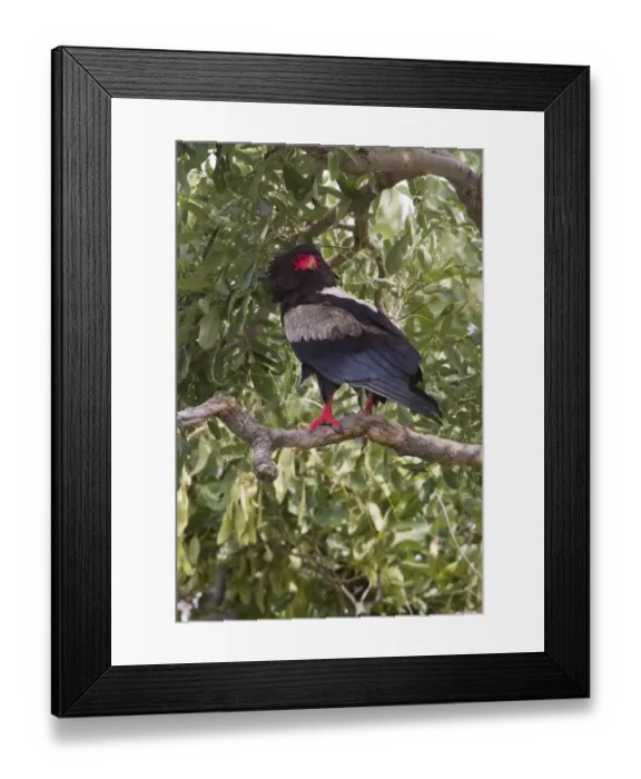 Framed Print : Bateleur Eagle (Terathopius ecaudatus) adult male, perched on tree branch, Okavango Delta, Botswana Framed Print : Bateleur Eagle (Terathopius ecaudatus) adult male, perched on tree branch, Okavango Delta, Botswana