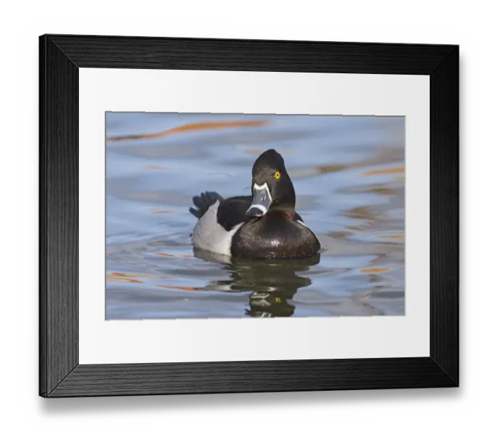 Framed Print : Ring-necked Duck (Aythya collaris) adult male, swimming, New Mexico, U. S. A. winter Framed Print : Ring-necked Duck (Aythya collaris) adult male, swimming, New Mexico, U. S. A. winter