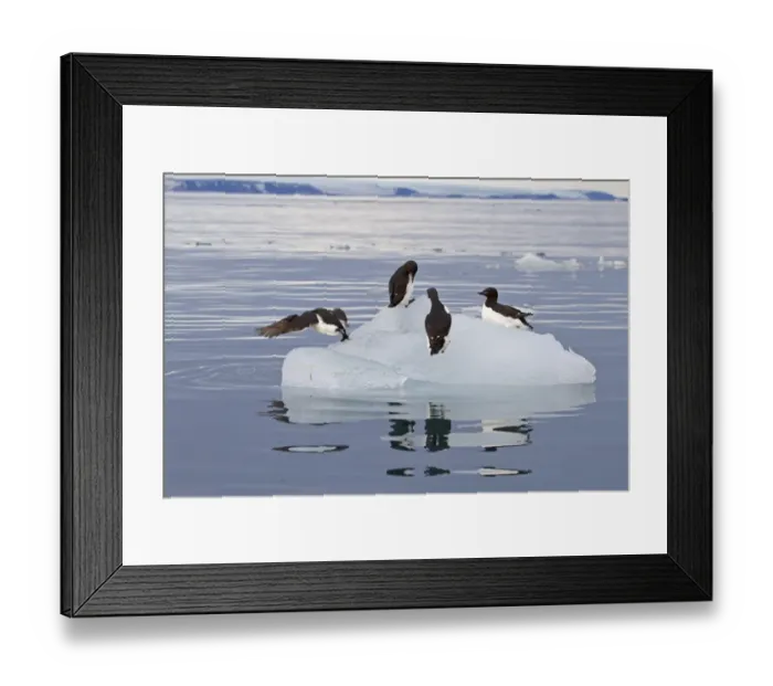 Framed Print : Brunnich's Guillemot (Uria lomvia) four adults, summer plumage, on ice floe, Spitzbergen, Svalbard, july Framed Print : Brunnich's Guillemot (Uria lomvia) four adults, summer plumage, on ice floe, Spitzbergen, Svalbard, july