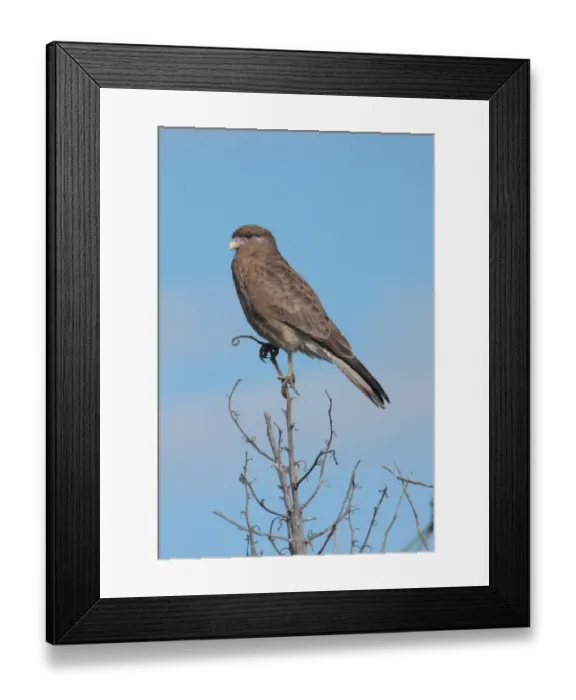 Framed Print : Chimango Caracara (Milvago chimango) adult, perched on stem, Rincon de Cobo, Buenos Aires Province, Argentina, april Framed Print : Chimango Caracara (Milvago chimango) adult, perched on stem, Rincon de Cobo, Buenos Aires Province, Argentina, april