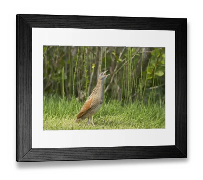 Framed Print : Corncrake (Crex crex) adult, calling, standing on open ground, South Uist, Outer Hebrides, Scotland Framed Print : Corncrake (Crex crex) adult, calling, standing on open ground, South Uist, Outer Hebrides, Scotland