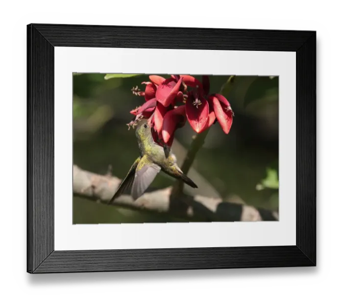 Framed Print : Gilded Sapphire (Hylocharis chrysura) adult, feeding, clinging to flower, Ribera Norte, Buenos Aires Province, Argentina, march