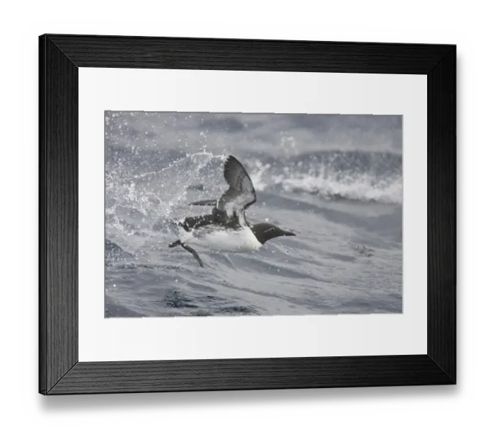 Framed Print : Common Guillemot (Uria aalge) bridled form, adult, in flight, taking off from rough sea, Varangerfjord, Finnmark, Norway Framed Print : Common Guillemot (Uria aalge) bridled form, adult, in flight, taking off from rough sea, Varangerfjord, Finnmark, Norway