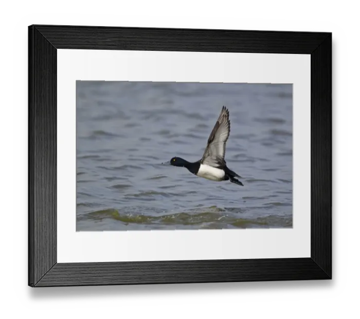 Framed Print : Tufted Duck (Aythya fuligula) adult male, in flight over water, Minsmere RSPB Reserve, Suffolk, England, july Framed Print : Tufted Duck (Aythya fuligula) adult male, in flight over water, Minsmere RSPB Reserve, Suffolk, England, july