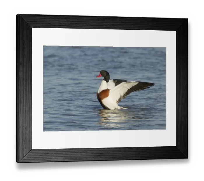 Framed Print : Common Shelduck (Tadorna tadorna) adult female, bathing on water, River Stour, Essex, England, january