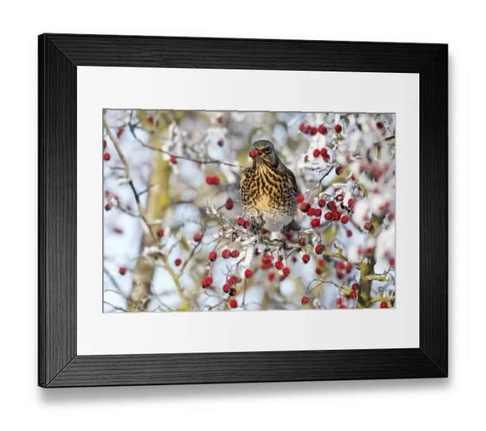 Framed Print : Fieldfare (Turdus pilaris) adult, feeding on hawthorn berries in frost, Midlands, England, december Framed Print : Fieldfare (Turdus pilaris) adult, feeding on hawthorn berries in frost, Midlands, England, december
