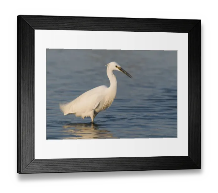 Framed Print : Little Egret (Egretta garzetta) adult, fishing in shallows, England Framed Print : Little Egret (Egretta garzetta) adult, fishing in shallows, England