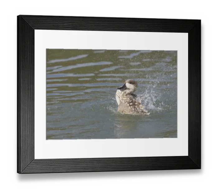 Framed Print : Marbled Teal (Marmaronetta angustirostris) adult, bathing, splashing water, Arundel W. W. T. (captive) Framed Print : Marbled Teal (Marmaronetta angustirostris) adult, bathing, splashing water, Arundel W. W. T. (captive)