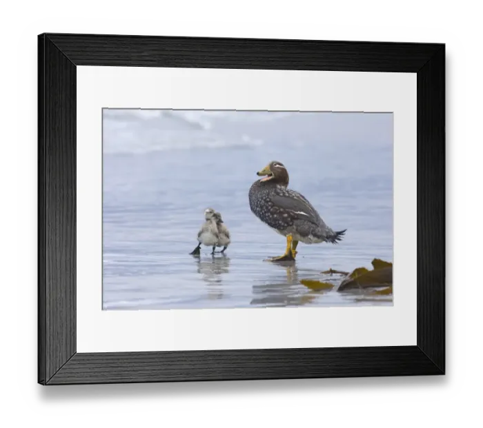 Framed Print : Falkland Flightless Steamerduck (Tachyeres brachypterus) adult female with ducklings, standing on beach, Sea Lion Island, Falkland Islands, november Framed Print : Falkland Flightless Steamerduck (Tachyeres brachypterus) adult female with ducklings, standing on beach, Sea Lion Island, Falkland Islands, november