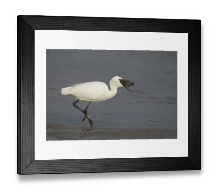 Framed Print : Little Egret (Egretta garzetta) adult, feeding on tilapia fish prey, walking in shallow water, Nam Sang Wai, Hong Kong, China, october Framed Print : Little Egret (Egretta garzetta) adult, feeding on tilapia fish prey, walking in shallow water, Nam Sang Wai, Hong Kong, China, october