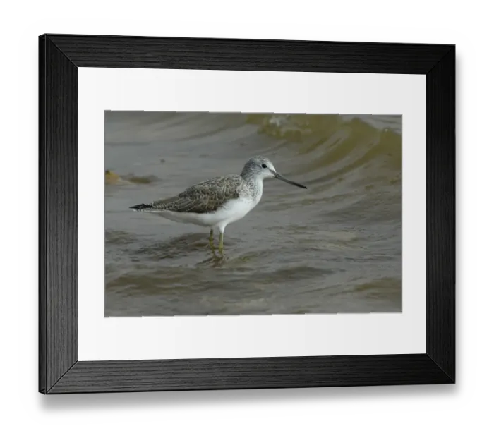 Framed Print : Common Greenshank (Tringa nebularia) adult, winter plumage, standing in sea, Fuerteventura, Canary Islands, march Framed Print : Common Greenshank (Tringa nebularia) adult, winter plumage, standing in sea, Fuerteventura, Canary Islands, march